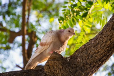 Yeşil yapraklarla çevrili bir ağaçta komik güvercin oturuyor..