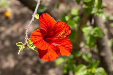 Güneşli bir günde bahçede hibiscus rosa-sinensis.