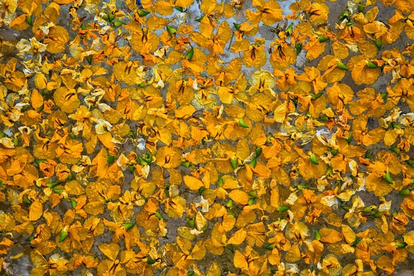 Vibrante Fogliame Galleggiante Sulla Superficie Dell Acqua — Foto Stock