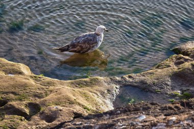 Genç sarı bacaklı martı, Fas 'ın Essaouira bölgesindeki Atlantik Okyanusu' nun volkanik kıyısında sular çekildiği zaman banyo yapar..