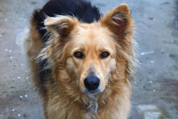 Porträt Des Großen Gelben Straßenhundes — Stockfoto
