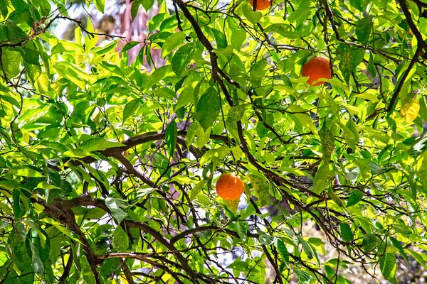 Πράσινο Δέντρο Πορτοκάλια Στον Κήπο — Φωτογραφία Αρχείου