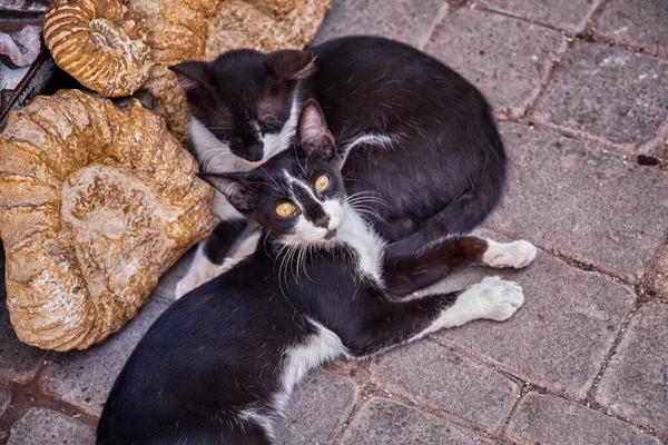 Schwarze Und Weiße Straßenkatzen Der Medina Von Marrakesch Marokko — Stockfoto