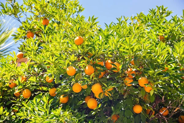 Frutti Arancioni Albero Con Cielo Blu Sullo Sfondo — Foto Stock