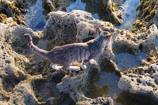 Gato Sin Hogar Caminando Orilla Volcánica Del Océano Atlántico Zona —  Fotos de Stock