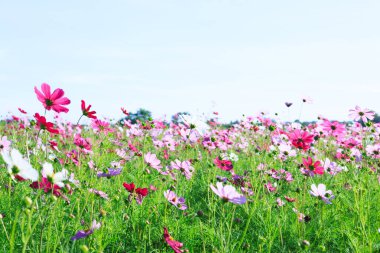 Canlı pembe kozmoslar çayırda çiçek açıyor. Sevgililer günü ve bahar kavramları için saf sevgi ve tazeliğin sembolü..