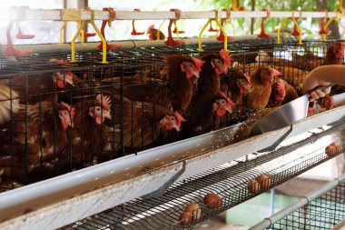 Ticari bir kümes hayvanı çiftliğindeki kafeste yatan kahverengi bir tavuk. Modern yumurta üretiminin koşullarına yakından bakabilmektedir ve endüstriyel tarım, ticari tarım kullanılabilmektedir..