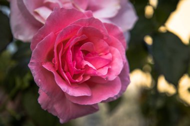 Yumuşak doğal ışık altında bahçede açan pembe bir gülün makro görüntüsü. Taze yapraklar ve yumuşak tonlar güzelliği, romantizmi ve zarafeti simgeler..