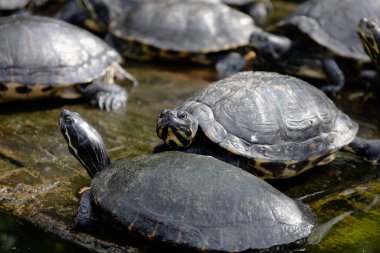 Bir grup kaplumbağa su kenarında bir platformda dinleniyor. Detaylı vahşi yaşam doğal güneş ışığı ve dokusuyla yakın plan.