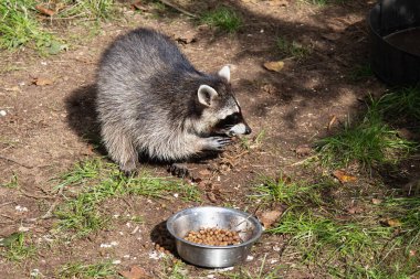 Rakun, hayvanat bahçesindeki bir kaseden yemek yiyor. Esir alınmış vahşi memeliler zooloji parkında, hayvan bakımında, vahşi yaşam eğitiminde ve hayvanat bahçesinde fotoğraflandı.