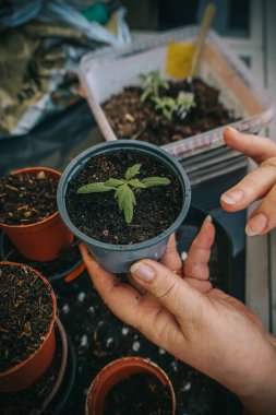 Topraklı küçük bir tencerede büyüyen yalnız ve genç bir domates tohumu. Evde bahçe işleri..