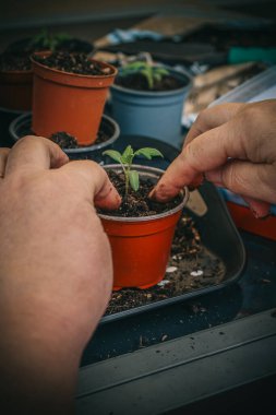 Toprakta yetişen genç bir domates filizinin yeşil yapraklarının yakın görüntüsü. Bitki büyüme konsepti.