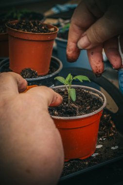 Eller taze toprakla yeni bir çömleğe taze tohum naklediyor. Bahçıvanlık ve bitki bakımı.