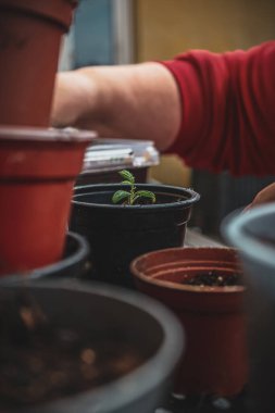 Elleri yakın plan, genç domates fidelerini toprakla kaplı küçük plastik bir kaba naklediyor. Evde bahçıvanlık ve bitki bakımı.