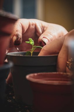 Nakil yapmadan önce genç bir domatesin köklerini tutan ve hazırlayan eller. Bahçe işleri ve bitki bakımı.
