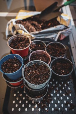 Tohum ekmek için hazırlanmış toprakla dolu küçük saksılar. Kapalı alanda bahçıvanlık..