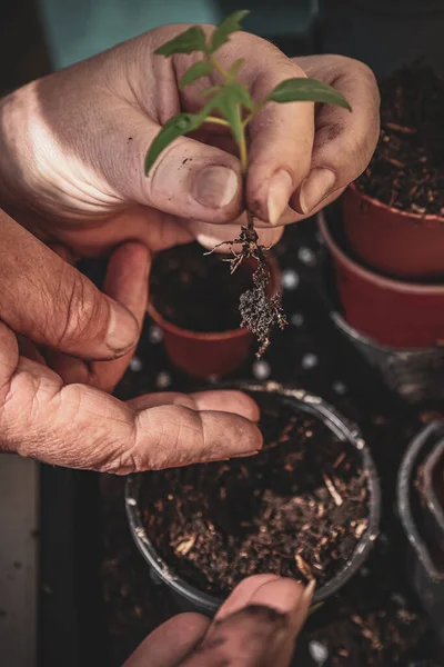 Ellerinde tohum köklerine yakın, topraklı bir çömleğe ekilmeye hazır. Bitki nakli ve ev işleri konsepti..