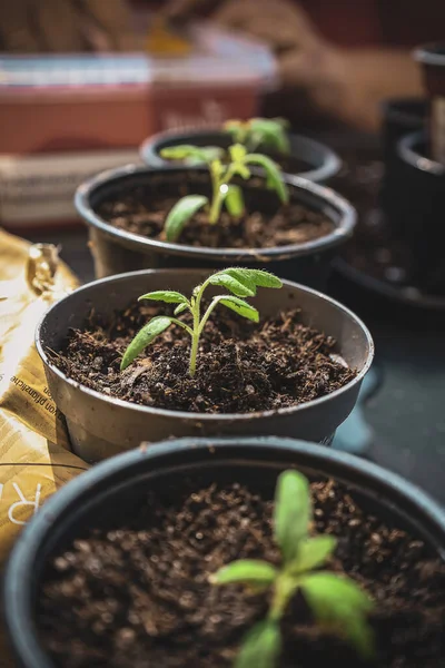 Sıraya dizilmiş Tencere Tohumları