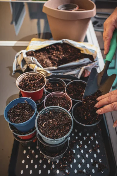 Eller saksıları fidanlar için toprakla dolduruyor.