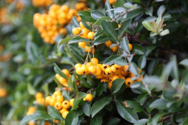 Bahçedeki süs çitinde büyüyen parlak sarı böğürtlenler. Sonbahar hasadı ve dekoratif bitkiler kavramı.