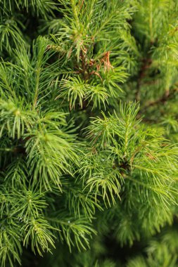 Yumuşak iğneli taze çam ağacının dallarını kapatın ve doğal yeşil arka plan oluşturun..