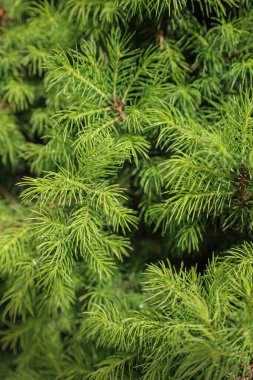 Yeşil çam iğnelerini her zaman yeşil olan ağaç dalına yakın tutarak doğal botanik doku oluşturur..