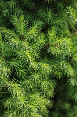 Yeşil ladin ağaçlarının dallarını yumuşak doğal ışıkla kapatın. Doğada Evergreen kozalaklı bitki örtüsü arka planı.