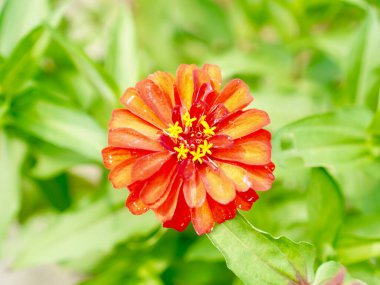 Doğal Işıkta Zarif Kırmızı Zinnia Çiçeği. Mükemmel berraklık ve yumuşak yeşil manzarayla çekilmiş taze kırmızı bir zinyanın güzel hazırlanmış bir fotoğrafı. Bahar ya da yaz için ideal