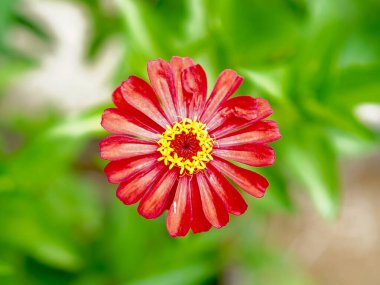 Dolu Çiçek 'teki Parlak Kırmızı Zinnia çiçeği. Detaylı taç yaprakları ve sarı merkezli kırmızı bir zinnia çiçeğinin canlı bir yakın çekimi, yumuşak yeşil bir arkaplanda yakalanır. Doğa teması için mükemmel.