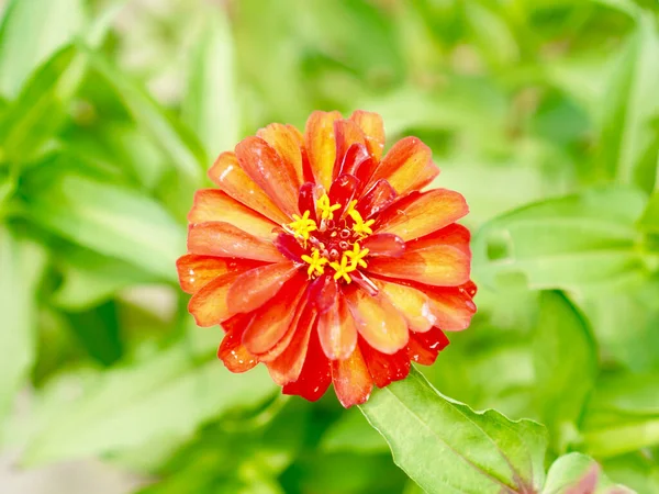 Doğal Işıkta Zarif Kırmızı Zinnia Çiçeği. Mükemmel berraklık ve yumuşak yeşil manzarayla çekilmiş taze kırmızı bir zinyanın güzel hazırlanmış bir fotoğrafı. Bahar ya da yaz için ideal