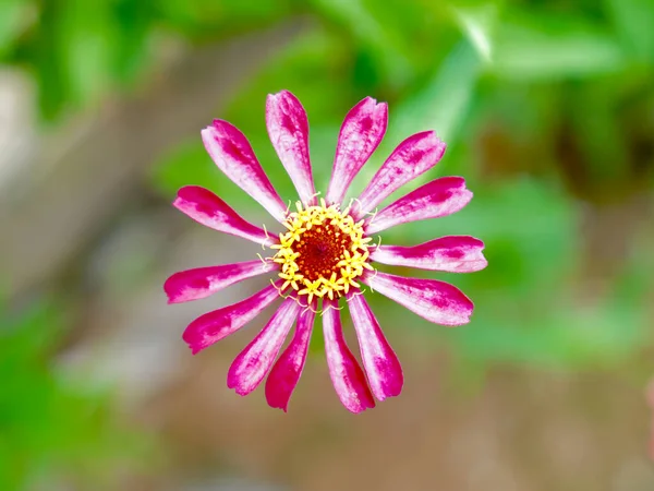 Yumuşak Yeşil Arkaplanı olan canlı Pembe Bahçe Çiçeği. Bulanık yeşilliğe, botanik, yaz ve doğal manzara için ideal kırmızı zinyanın güzel detaylı bir görüntüsü.