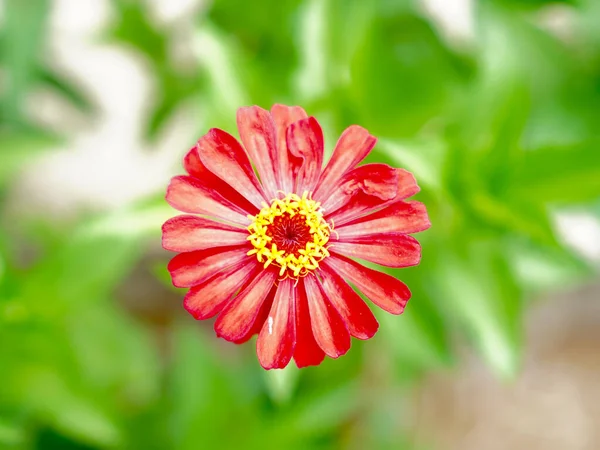 Sarı Çekirdekli Kırmızı Zinnia Macro Shot 'u. Keskin bir makro fotoğraf canlı kırmızı bir zinnia çiçeği sergiliyor, taç yaprağının dokusunu ve açık havada parlak sarı merkezini vurguluyor.