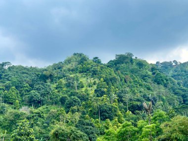 Huzurlu Tropikal Orman Tepeleri Çevresi. Bereketli bitki örtüsü ve temiz hava ile çevrili huzurlu tropikal orman tepeleri, seyahat, doğa ve manzara kavramları için mükemmeldir.