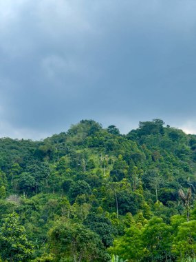 Manzaralı Tropik Orman ve Tepeler Doğa Manzarası. Çevre dostu ve sürdürülebilir doğayı temsil eden canlı yeşillikle tropikal orman ve tepelerin manzarası