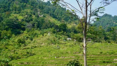 Teraslı ve Tropikal Ormanlı Yeşil Tepe manzarası. Bereketli tropikal ormanlar ve kırsal alanlar. Taze yeşilliğe sahip doğal manzara, doğa, tarım, çevre, seyahat ve eko turizm kavramları için uygundur