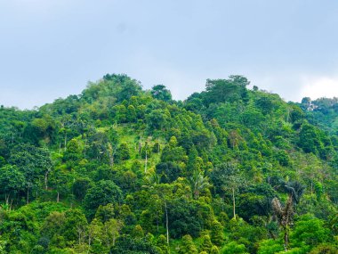 Doğal Tropikal Orman Tepe Arkaplanı. Yoğun ağaçlar ve yeşil bitki örtüsü olan barışçıl tropikal orman yamacı, doğa arka planı veya çevre teması olarak ideal.