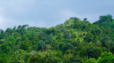Yeşil Tropikal Orman Dağ Tepelerini kaplıyor. Tropikal orman, canlı yeşil yapraklarıyla dağ tepelerinde yayılıyor. Doğal güzellikleri ve orman koruma alanlarını gözler önüne seriyor.