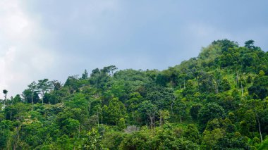 Tropikal Bölgedeki Yağmur Ormanları Tepeleri Panoraması. Yeşillik ve sık ormanlarla dolu yağmur ormanlarının panoramik manzarası, doğa, ekoloji ve çevre kavramları için mükemmel.