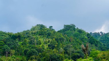 Tropikal Tepe 'de yoğun bir Yeşil Orman. Yoğun yeşil orman ve zengin bitki örtüsüyle kaplı tropikal yamaçlar, yağmur ormanlarında el değmemiş doğa ve biyolojik çeşitliliği temsil ediyor..