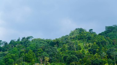Bulutlu Gökyüzü Altında Bereketli Tropikal Yağmur Ormanı Tepeleri. Yoğun ağaçlar ve yemyeşil bitki örtüsüyle kaplı yeşil tropikal yağmur ormanları bulutlu bir gökyüzü altında huzurlu bir doğal manzara yaratıyor..