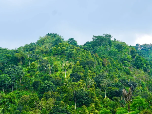 Doğal Tropikal Orman Tepe Arkaplanı. Yoğun ağaçlar ve yeşil bitki örtüsü olan barışçıl tropikal orman yamacı, doğa arka planı veya çevre teması olarak ideal.