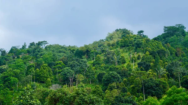Yeşil Tropikal Orman Dağ Tepelerini kaplıyor. Tropikal orman, canlı yeşil yapraklarıyla dağ tepelerinde yayılıyor. Doğal güzellikleri ve orman koruma alanlarını gözler önüne seriyor.