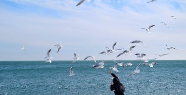 Bir insanın sakin mavi denizin üzerindeki uçan martılara yiyecek attığı sahne sahili. Özgürlüğü, seyahati, doğa etkileşimini ve huzurlu sahil atmosferini simgeliyor.