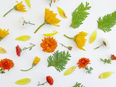 Aydınlık arkaplanda güzel çiçekler