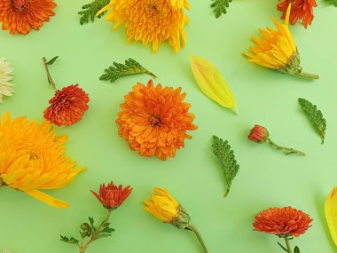 Renkli arka planda güzel çiçekler