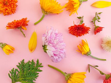 Renkli arka planda güzel çiçekler 