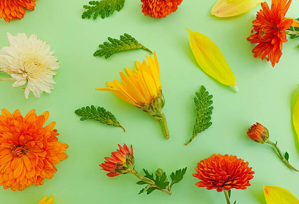 красивые цветы на цветном фоне