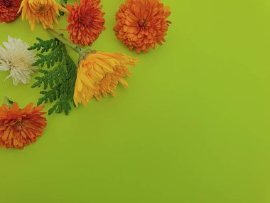 Renkli arkaplanda çiçek aranjmanı