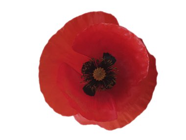 Beyaz arkaplanda yalıtılmış haşhaş çiçeği