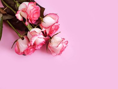 Renkli arkaplanda gül çerçevesi